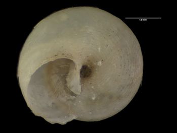Media type: image; Malacology 178560